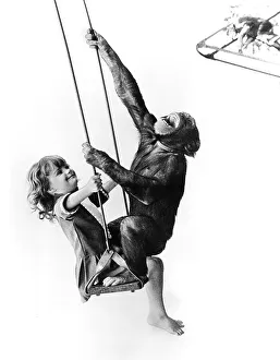 Chimpanzee and girl on the swing