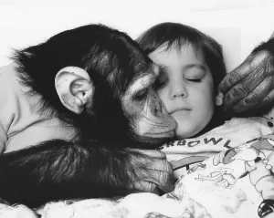 Chimpanzee kisses child, England, Great Britain