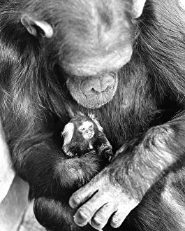 Chimpanzee has little monkey on his arm