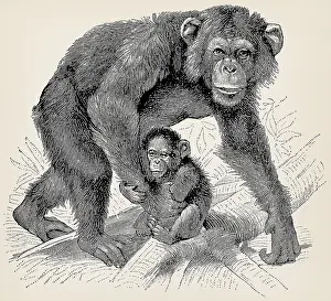 The chimpanzee (Pan troglodytes)