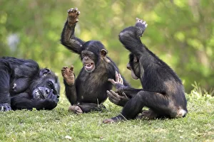 Funny Animal Prints: Chimpanzee (Pan troglodytes), adult female with young playing