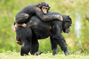 Chimpanzee (Pan troglodytes), female with young