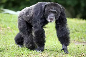 Chimpanzee (Pan troglodytes), male