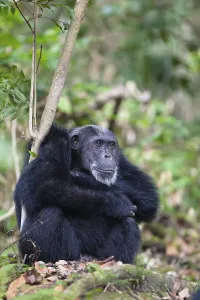 Chimpanzee (Pan troglodytes), male