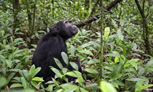 Chimpanzee (Pan Troglodytes), male on the ground