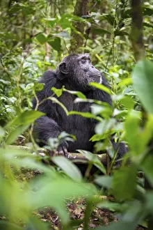 Chimpanzee (Pan Troglodytes), male on the ground