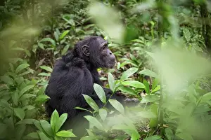 Chimpanzee (Pan Troglodytes), male on the ground