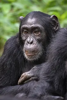 Chimpanzee (Pan Troglodytes), sad animal portrait