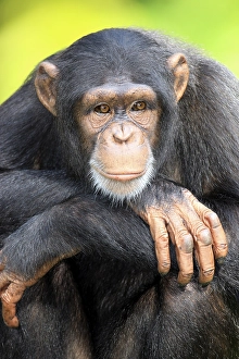 Chimpanzee (Pan troglodytes troglodytes)