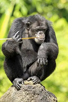 Chimpanzee (Pan troglodytes troglodytes)