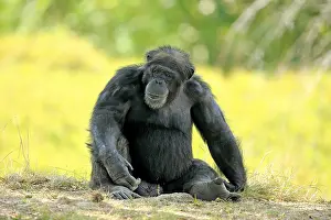 Chimpanzee (Pan troglodytes troglodytes)
