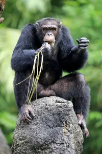 Chimpanzee (Pan troglodytes troglodytes)