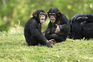 Chimpanzee (Pan troglodytes), two young playing