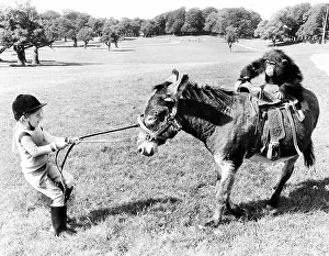 Chimpanzee rides on donkey, girl pulls donkey