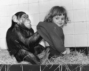 Chimpanzee scratches girls on the back