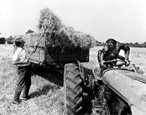 Chimpanzee steers tractor, England, Great Britain