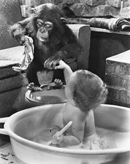 Chimpanzee washes child, England, Great Britain
