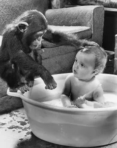 Chimpanzee washes a child, England, Great Britain
