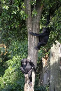Two Chimpanzees (Pan) hanging from a tall hardwood tree in the rain forest