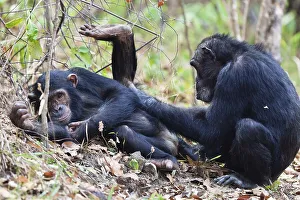 Chimpanzees (Pan troglodytes), females grooming