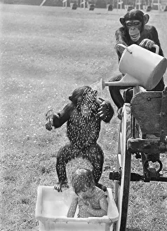 Chimpanzees wash a girl, England, Great Britain