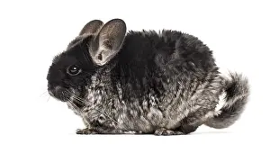 Chinchilla (4 years old), isolated on white