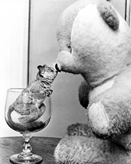 Chinchilla kissing teddy bear, England