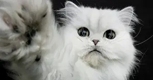 Chinchilla Persian Domestic Cat