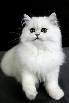 Framed Print : Chinchilla Persian domestic cat with green eyes
