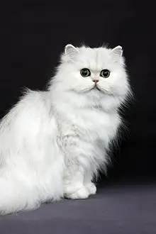 Chinchilla Persian Domestic Cat with Green Eyes