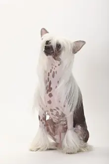 Chinese Crested Dog, hairless, bitch