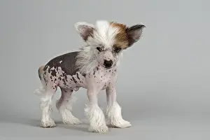 Chinese Crested Dog, hairless, puppy, 7 weeks