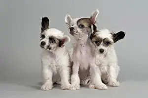 Three Chinese Crested puppies, 7 weeks