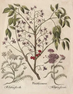 Chinese elder or cedrach tree, hand-coloured copper engraving by Basilius Besler