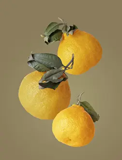 Three Chinese Mandarins on a Beige Background