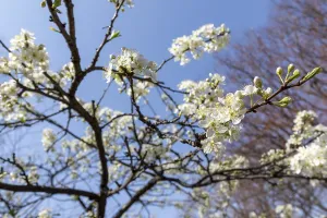 Chinese plum (Prunus salicina)