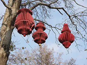 Chinese red lanterns hanging on trees
