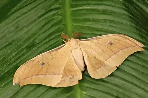 Chinese tasar moth (Antheraea pernyi)