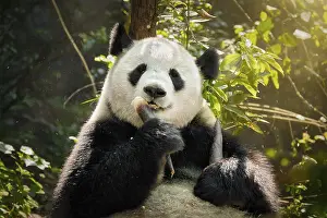 Chinese tourist symbol and attraction