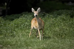 Chinese Water Deer (hydropotes inermis)