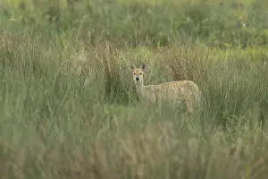 Chinese water deer (Hydropotes inermis) adult animal amongst grass in a marshland