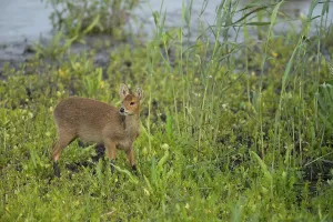 Chinese water deer (Hydropotes inermis) adult animal in a reedbed