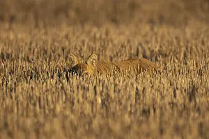 Chinese water deer (Hydropotes inermis) adult animal resting in a farm stubble field