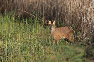 Chinese Water Deer (Hydropotes inermis) introduced species