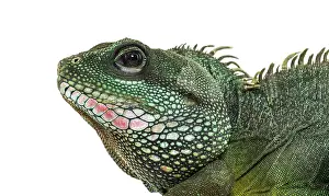 Chinese water dragon, Physignathus cocincinus