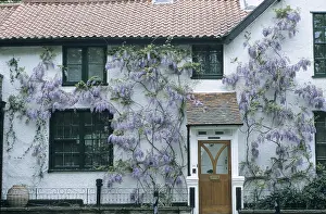 Chinese wisteria (Wisteria sinensis)
