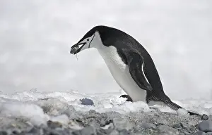 Chinstrap Penguin (Pygoscelis antarctica)