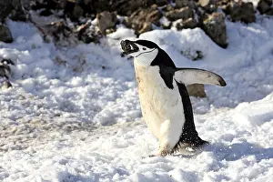 Chinstrap Penguin (Pygoscelis antarctica)