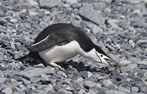 Chinstrap Penguin (Pygoscelis antarctica)