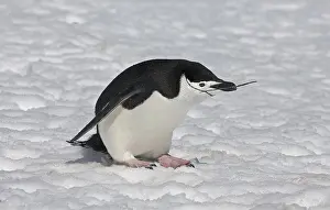 Chinstrap Penguin (Pygoscelis antarctica)